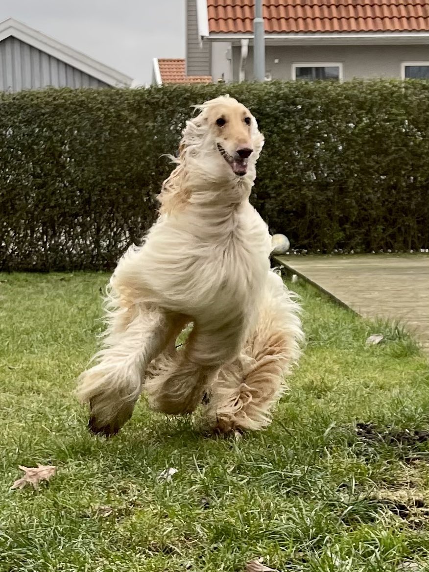This is my happy face! #DogsofTwittter #dog #afghanhound https://t.co/DQFYmo701S