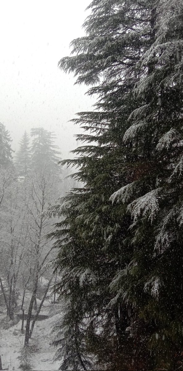 molisha_saroch's tweet photo. Fresh spell of snow in #Manali 
#HimachalPradesh #Himachal #Snowfall #snowday #himachaltourism https://t.co/hlhIpMoQcr