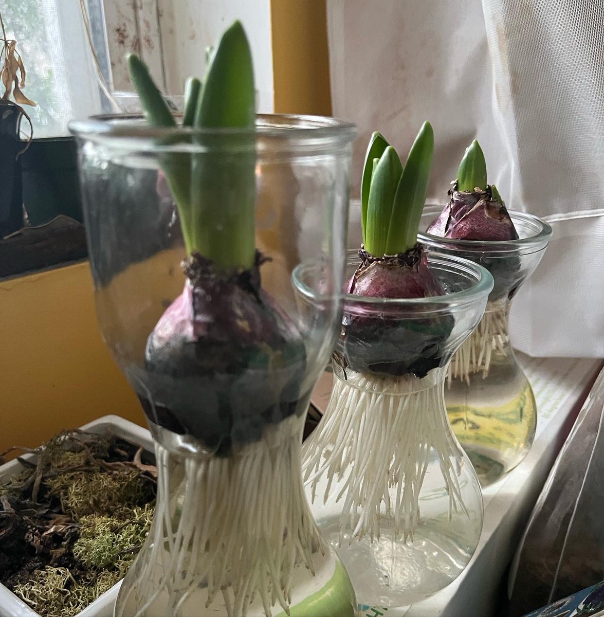 WDCGardener's tweet photo. Big progress on the Hyacinth bulbs I pre-chilled and am forcing since I last shared their pics on 12-27. The flower stalks are starting to emerge and I hope to share flower pics with you in another 2 weeks. #gardendc #bulbs #flowers #forcingbulbs #hyacinth https://t.co/02aZa9mDyR