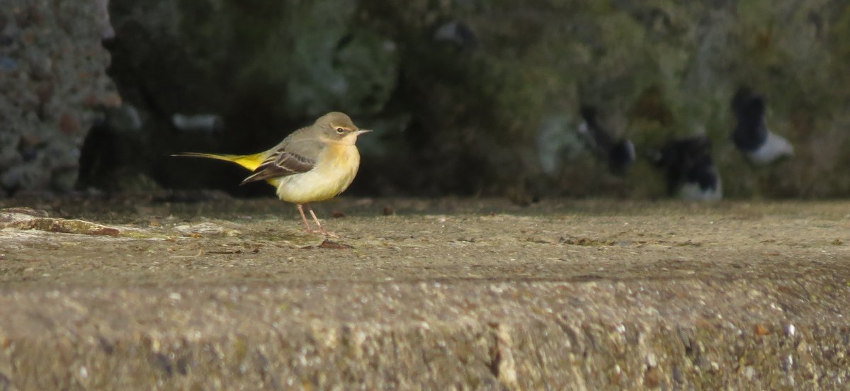 This Grey Wagtail brightened up a gulling session in St Margaret's Bay this morning. Frequently heard when vis-migging, less often on the deck @bockhillbirders