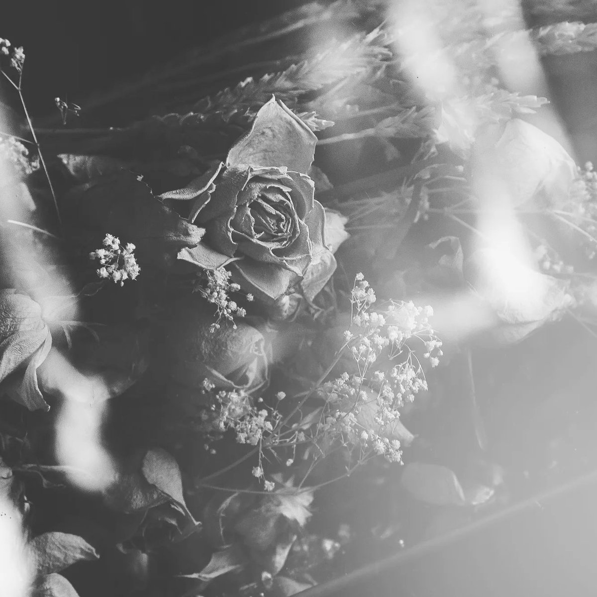 AuthorLy_James's tweet photo. DEAR ARABELLA: PROLOGUE 

Chapter 1 will be posted on January 21st.

P.S. read the letter from past Elias first and then this letter from present Elias 🖤 https://t.co/c7p0j1ocdx