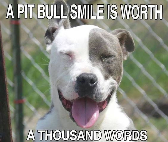 Pit Bulls Against Discrimination tweet media