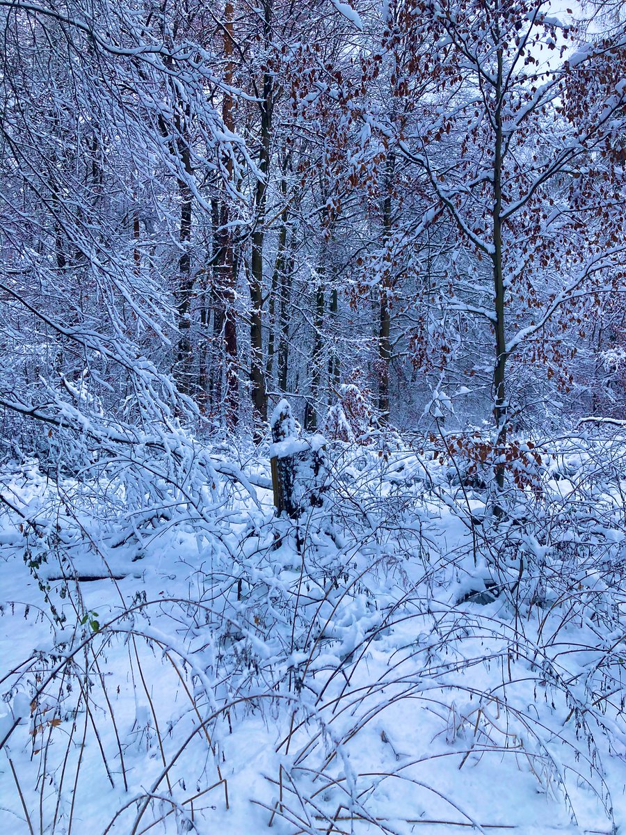 PawSpitzfamily's tweet photo. Walk in the snow with the #Spitzfamily. ❄️We enjoy it🥰🐾🐾🐾 #snowpaws #snowdogs #happydogs #fun #walk #nature #winter #dogsoftwitter #love #WinterWonderland https://t.co/rYjLjxHEyV