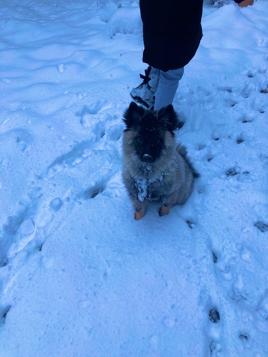 PawSpitzfamily's tweet photo. Walk in the snow with the #Spitzfamily. ❄️We enjoy it🥰🐾🐾🐾 #snowpaws #snowdogs #happydogs #fun #walk #nature #winter #dogsoftwitter #love #WinterWonderland https://t.co/rYjLjxHEyV
