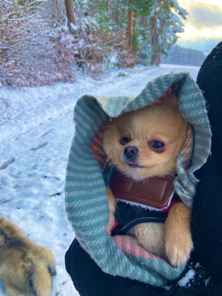 PawSpitzfamily's tweet photo. Walk in the snow with the #Spitzfamily. ❄️We enjoy it🥰🐾🐾🐾 #snowpaws #snowdogs #happydogs #fun #walk #nature #winter #dogsoftwitter #love #WinterWonderland https://t.co/rYjLjxHEyV
