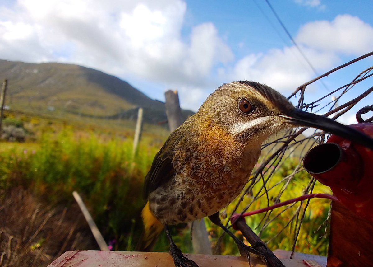 mybirdbuddy's tweet photo. Why so serious, mister Cape #sugarbird? 😎

[Photo from our AI test camera network, #SouthAfrica]

#BirdsSeenIn2022 #BirdTwitter #birding #CapeSugarbird https://t.co/zLVbzXomFz