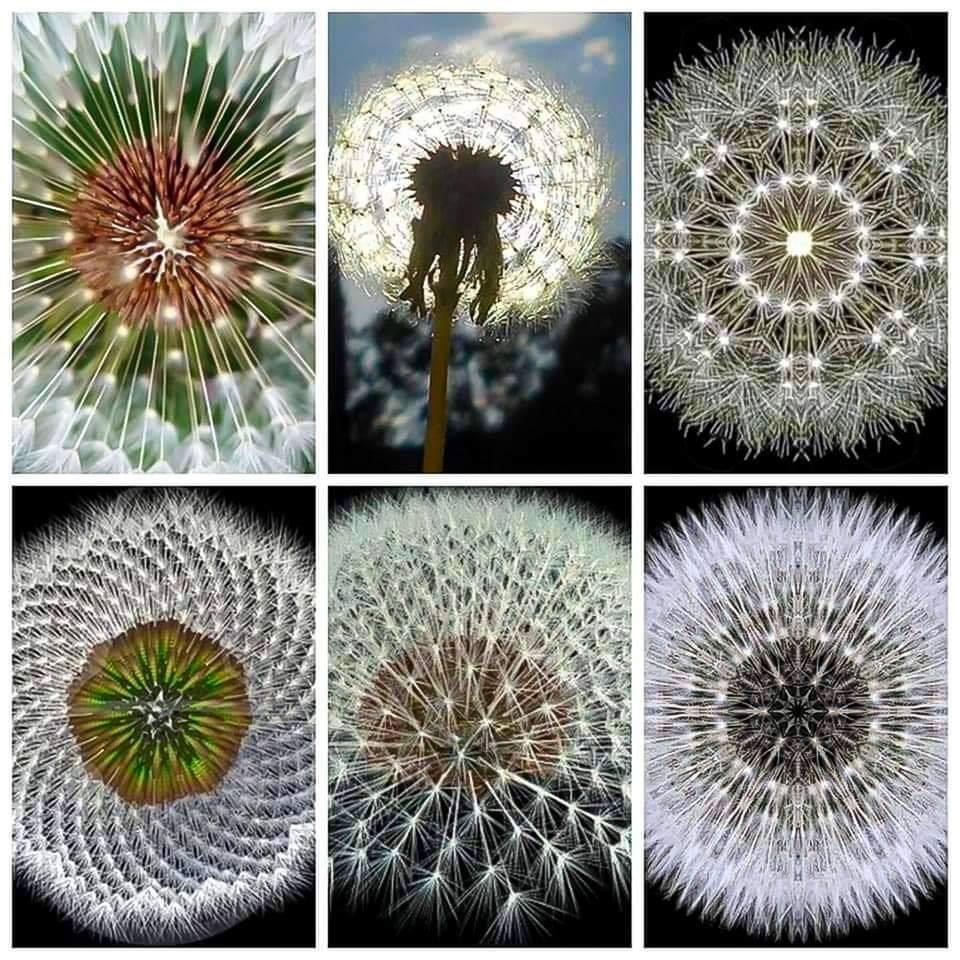CommonFlora's tweet photo. Love #TheGreenPlanet @BBC @WildlifeMag love all plants, all are extraordinary, from the exotic to the #commonflora https://t.co/UY8FQDvmwH