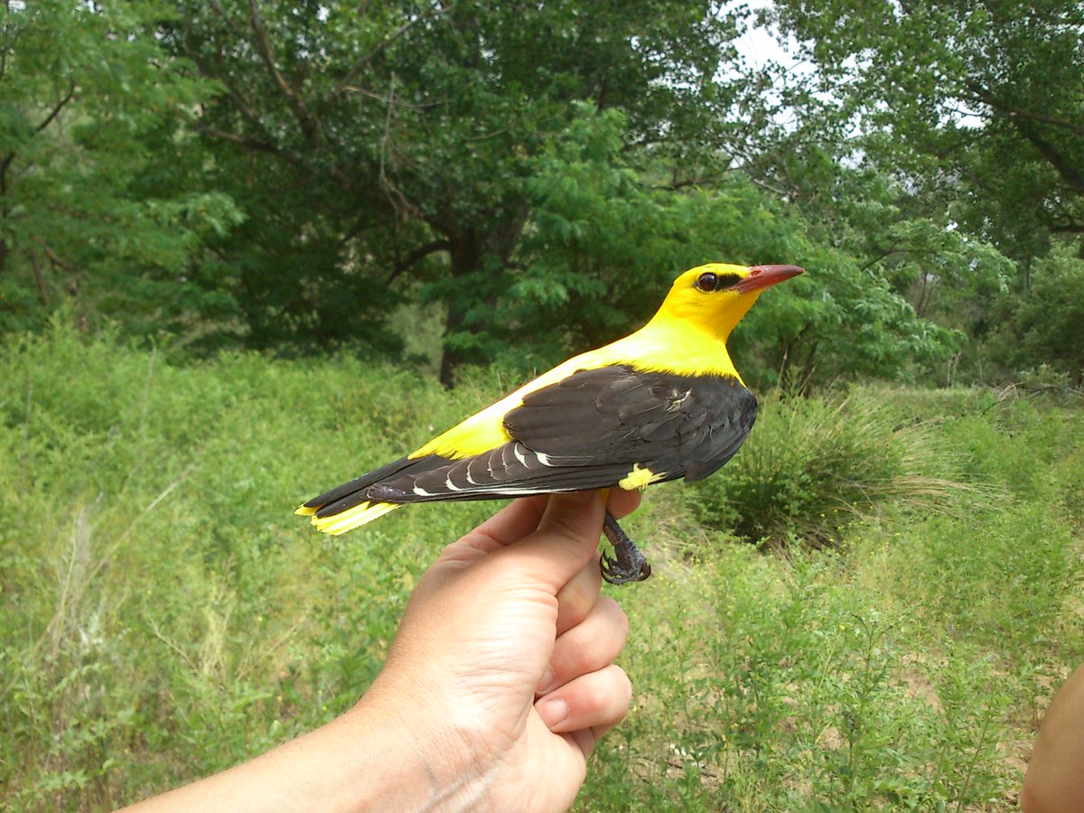 CMA SEO/BirdLife (@cma_seobirdlife) on Twitter photo 📢Difundid, si podéis, el mensaje de abajo. Es para echar una mano a quienes se están formando para ser anilladoras/es. 🦆
¡Gracias!
<a href="/SEOMonticola/">SEO-Monticola</a> <a href="/GrupoAegithalos/">Asociacion Aegithalos</a> @goturanellament <a href="/GosurSevilla/">Grupo Ornitológico del Sur</a> <a href="/_EALG_/">Estación de Anillamiento Lorenzo García</a> <a href="/Grup_PitRoig/">Pit-roig</a> <a href="/DONANA_SEO/">SEO Doñana</a> <a href="/seocanar/">SEO/BirdLifeCanarias</a> <a href="/AsunSEO/">Asun Ruiz</a> <a href="/barbosaandres/">Andres Barbosa</a> <a href="/FelipeGlezSEO/">FelipeGlez_SEO</a> 📢Difundid, si podéis, el mensaje de abajo. Es para echar una mano a quienes se están formando para ser anilladoras/es. 🦆
¡Gracias!
<a href="/SEOMonticola/">SEO-Monticola</a> <a href="/GrupoAegithalos/">Asociacion Aegithalos</a> @goturanellament <a href="/GosurSevilla/">Grupo Ornitológico del Sur</a> <a href="/_EALG_/">Estación de Anillamiento Lorenzo García</a> <a href="/Grup_PitRoig/">Pit-roig</a> <a href="/DONANA_SEO/">SEO Doñana</a> <a href="/seocanar/">SEO/BirdLifeCanarias</a> <a href="/AsunSEO/">Asun Ruiz</a> <a href="/barbosaandres/">Andres Barbosa</a> <a href="/FelipeGlezSEO/">FelipeGlez_SEO</a>