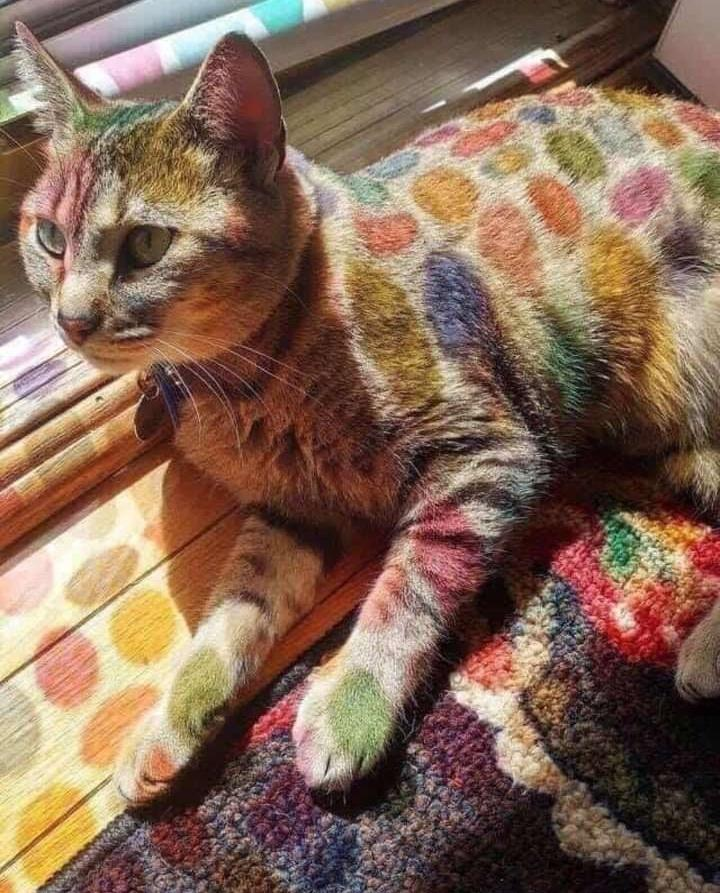 Cheating cat🐱 tweet media