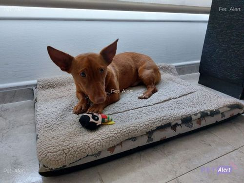 #PetAlertCatalunya #FemXarxa #XarxaBarcelonaTrobats <a href="/pont_roma/">Perduts trobats🐕🐈Catalunya</a>
TROBAT gosset tipus Podenco Maneto a MANRESA (Bcn)
09/01/22
Zona: riera de Sant Esteve
Mascle, l'ha trobat un particular, el portarà a veure si té xip. És molt bo, sense collaret.
Contacte: facebook.com/desiree.quiros…