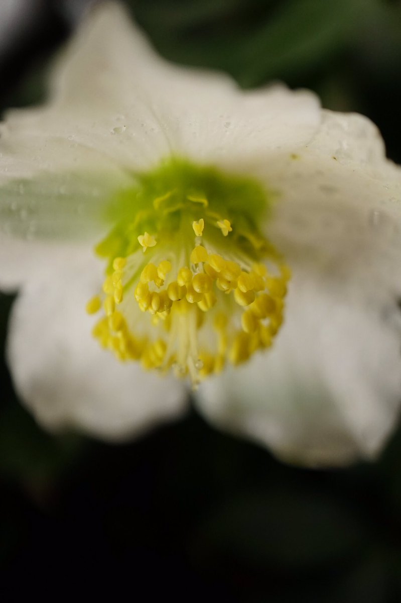 ℜ𝔞𝔠𝔥𝔢𝔩 𝔅𝔲𝔯𝔠𝔥 🦼📷 tweet media