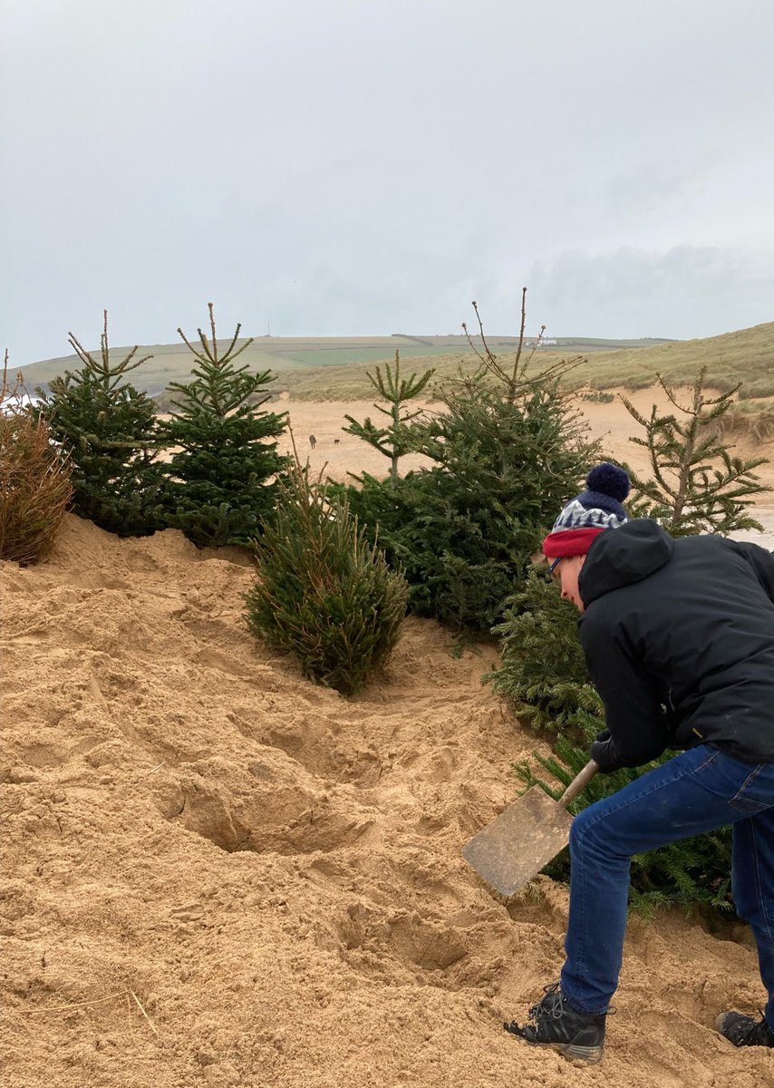 KyranWatts's tweet photo. Spent a couple hours on the beach this afternoon helping @beachguardian to strengthen and conserve Constantine’s sand dunes. A good way to make use of old Christmas trees and to care for our environment! #ChristmasTreeAmnesty #BeachGuardian #AeolianGeomorphology  #Volunteering https://t.co/z4CpNekSr3