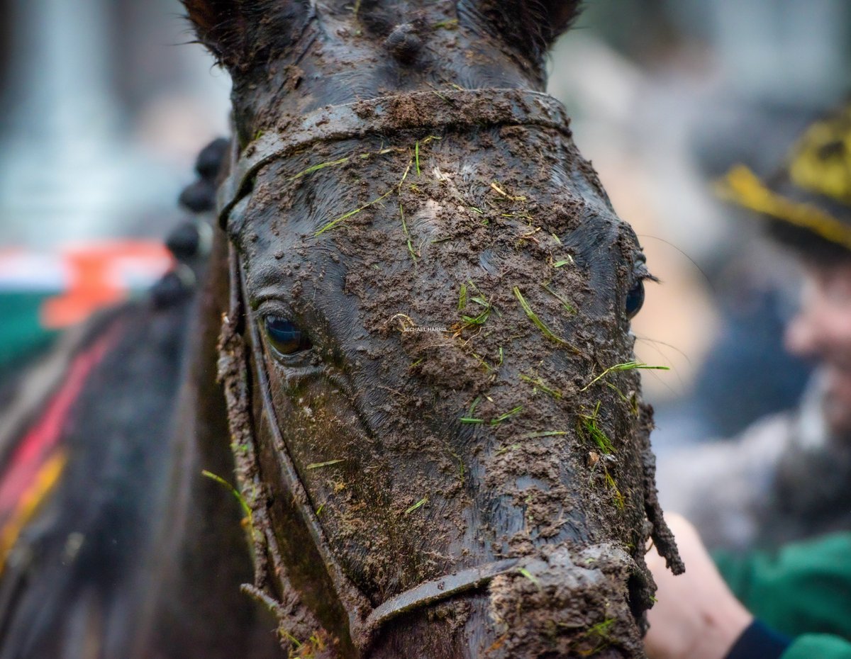 GOA LIL after finishing 3rd at Sandown yesterday.