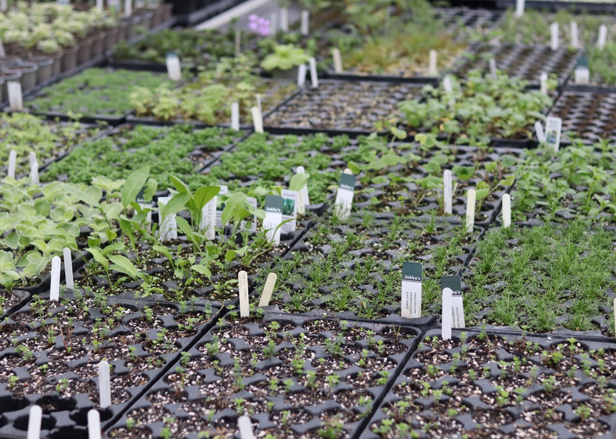 Happy New Year from all at Jekka's - Read Jekka's top herb seeds for 2022 - mailchi.mp/jekkas.com/jek…