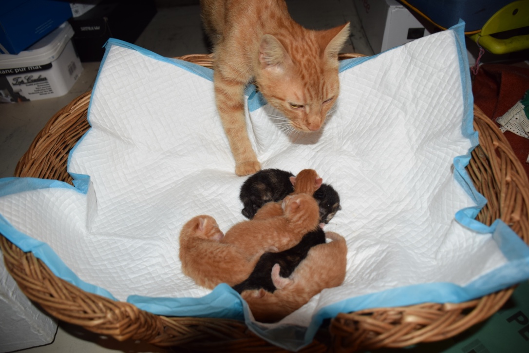 Chat_pitres's tweet image. Thread de Myra quand elle était chaton et sa fratrie. 🐱🥰

Elle est née le 27 aout 2016 à 2h du matin chez mon amie qui a recueillie sa mère gestante. Ils étaient 6 à la naissances mais un des chaton avait des malformations et est mort 2 jours après sa naissance malheureusement.