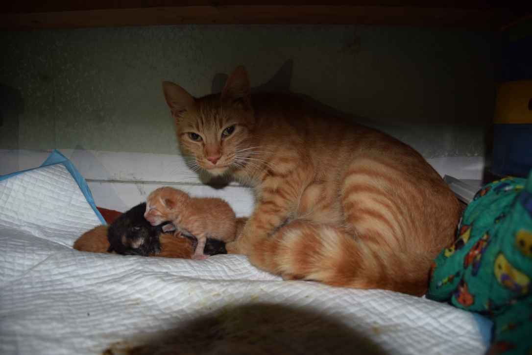 Chat_pitres's tweet image. Thread de Myra quand elle était chaton et sa fratrie. 🐱🥰

Elle est née le 27 aout 2016 à 2h du matin chez mon amie qui a recueillie sa mère gestante. Ils étaient 6 à la naissances mais un des chaton avait des malformations et est mort 2 jours après sa naissance malheureusement.