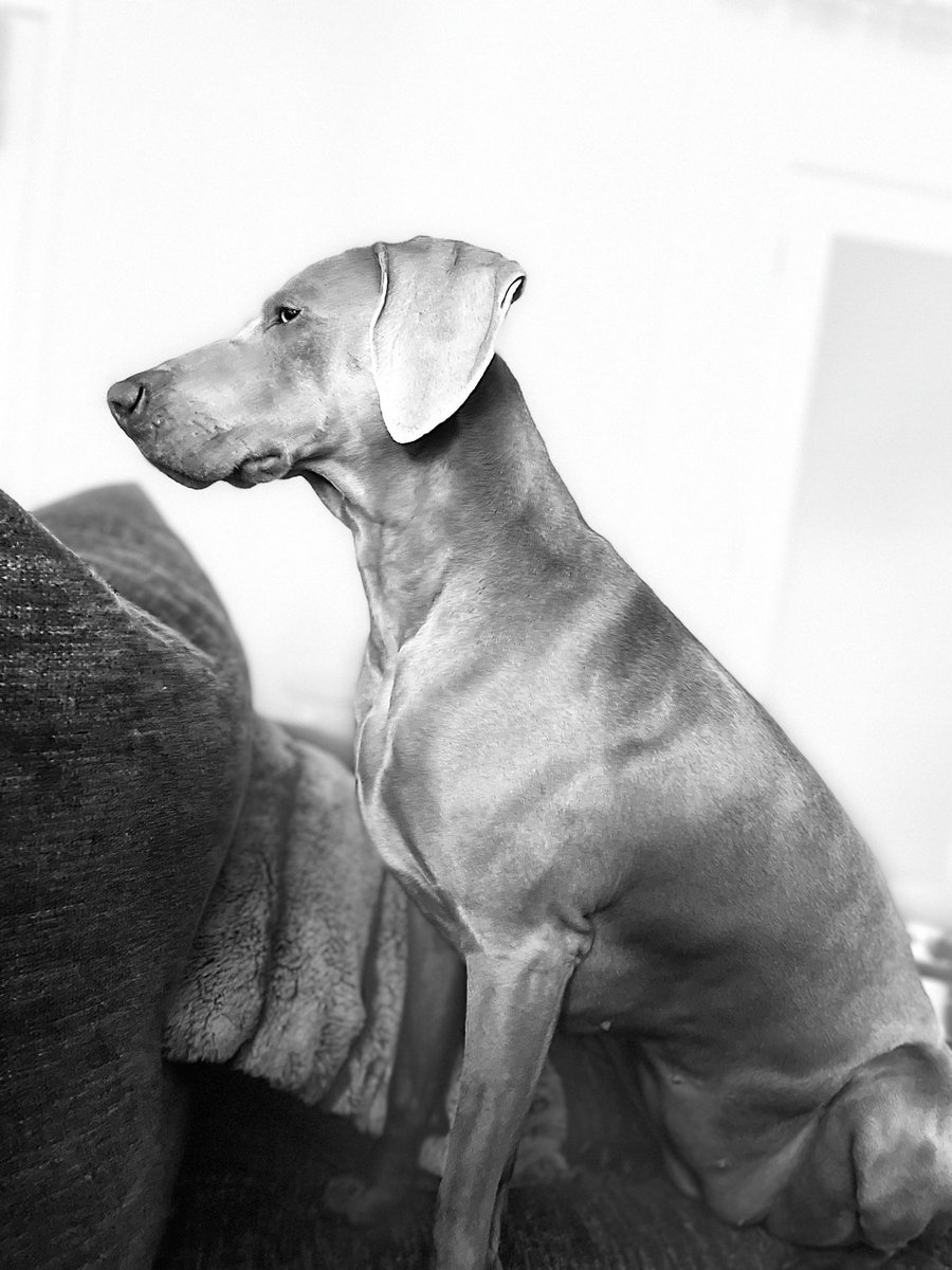 BillyChase's tweet image. #BuschCTOcontest Dog Brew