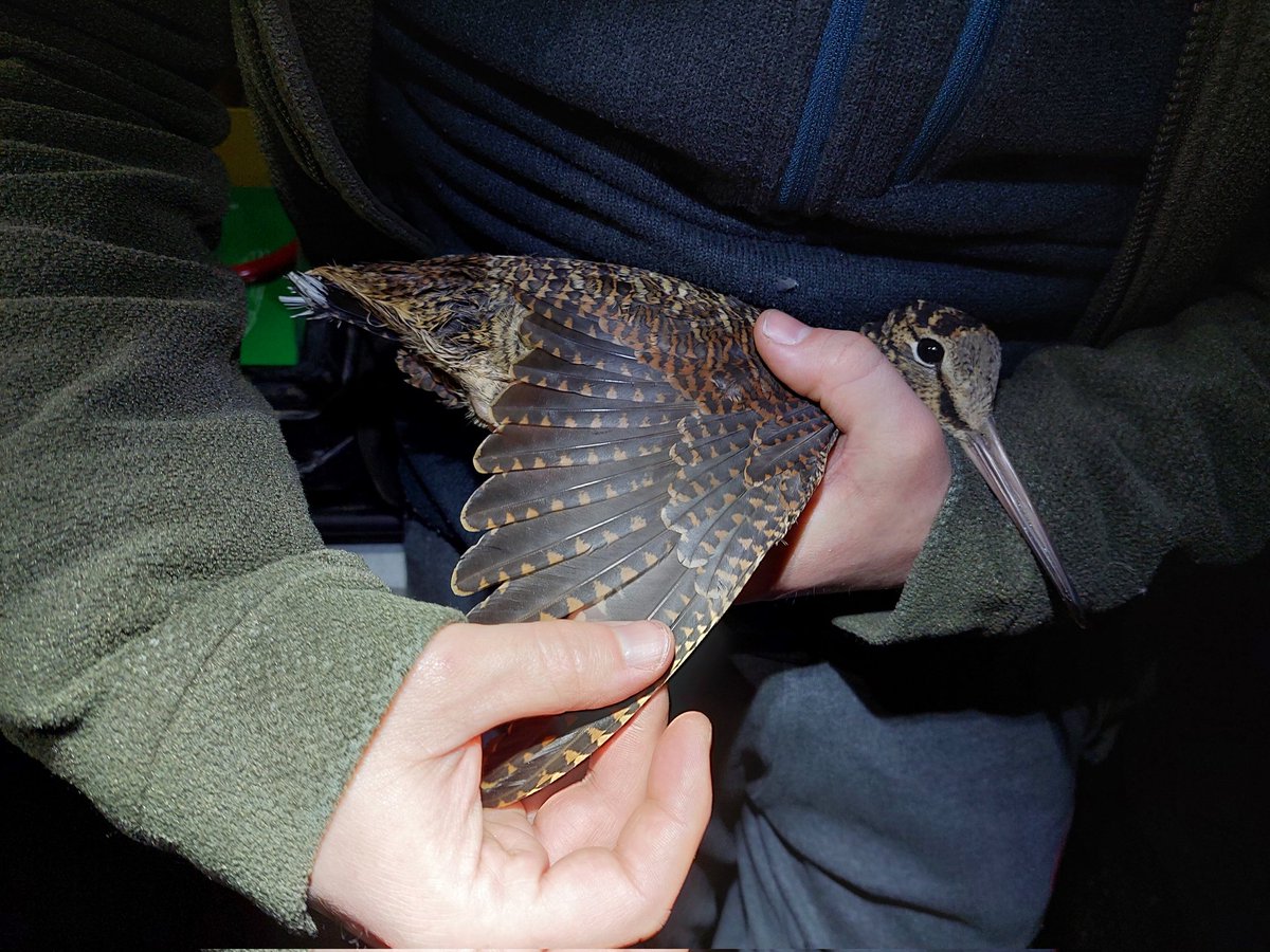 ScrubUpBritain's tweet image. The beginning of a new project for ScrubUpBritain, woodcock. Here's the 2nd individual of this species ringed last night at @SinfieldTrust caught and ringed by @JamesBooty84 also @robbiedm3

A total of four birds seen.. plans to expand the project area will continue monthly.