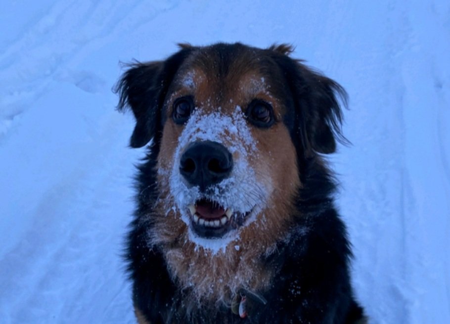 January is National Walk Your Dog Month! Download the ResQWalk app, grab your leash and make your pup's day! You can earn funds for your favorite rescue just by walking! I'm ResQWalking for <a href="/DogsonDeploymnt/">Dogs on Deployment</a>! #NationalWalkYourDogMonth #walkyourdog  #dogwalking