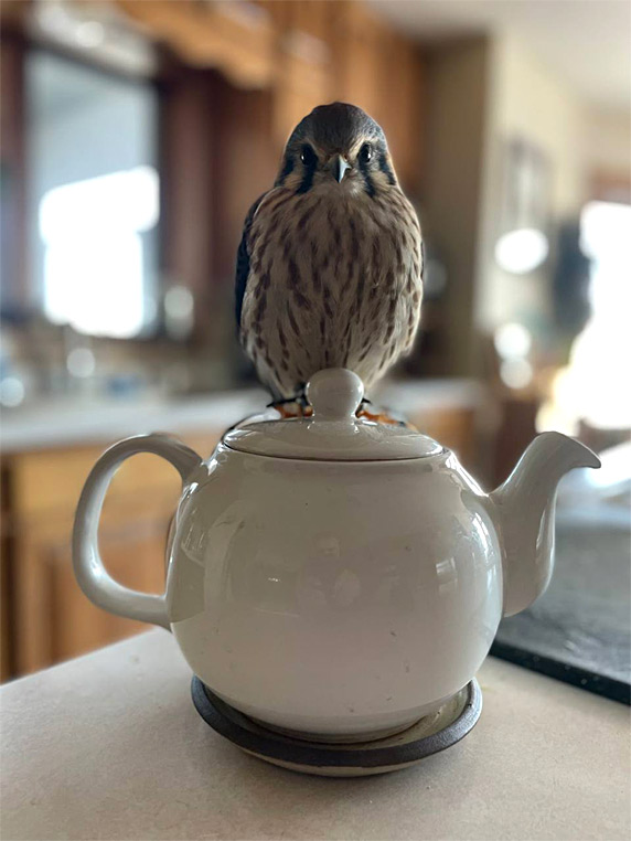 Teapots make nice tiny feet warmers.