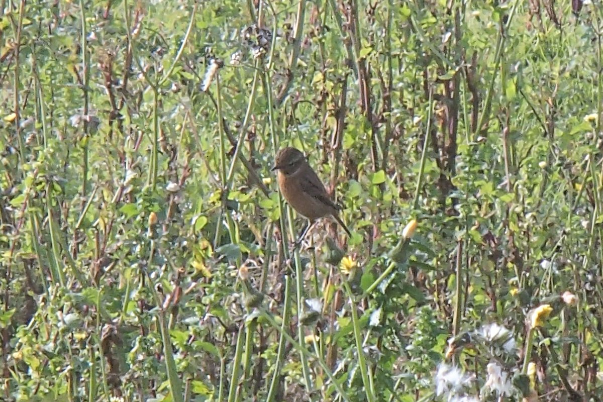 ocellsalavista's tweet photo. Bitxac comú (Saxicola rubicola) aquesta tarda a camps de Malgrat de Mar #ocells #Bitxac #Vitrac #Tarabillaeuropea #CommonStonechat #MalgratdeMar #DeltaTordera #ocellsalavista https://t.co/kmtGWEfb1A