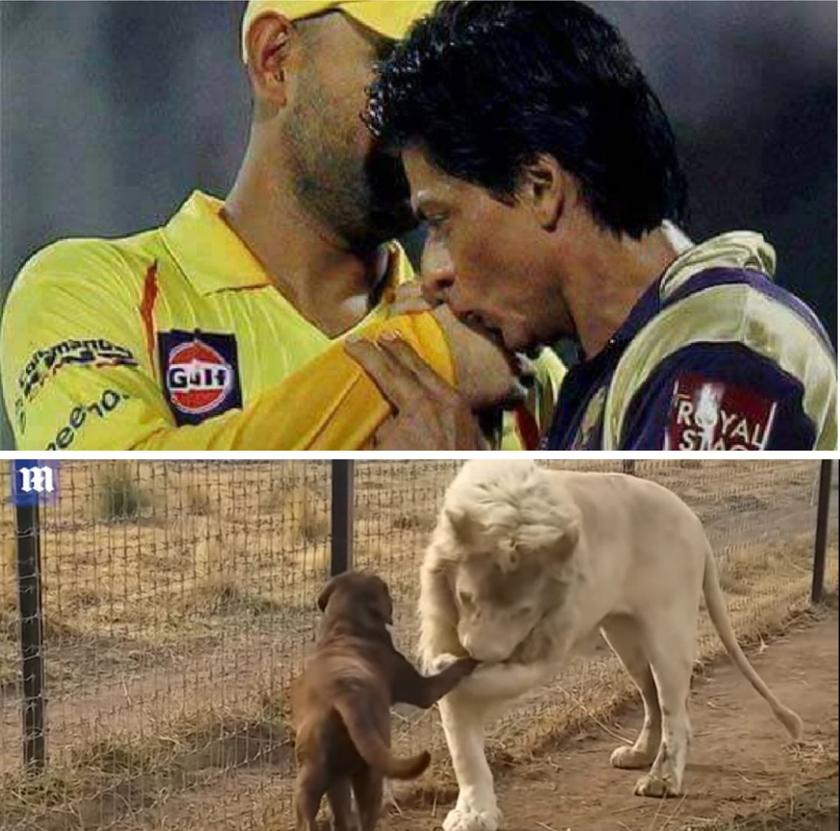 iamsrk_brk's tweet photo. Nothing can come close to this 🦁 https://t.co/lKYgVnYeVp