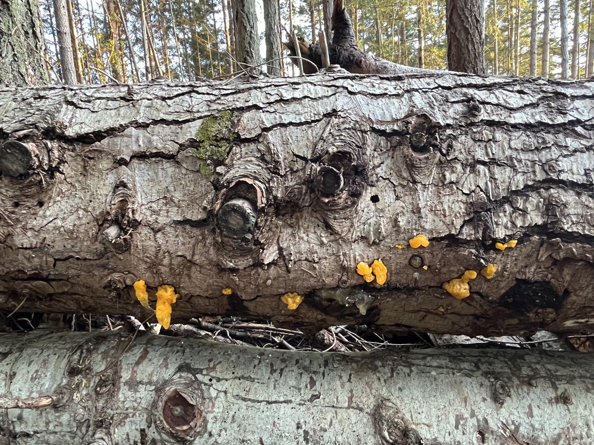 onmywalktoday's tweet photo. Saw this in the yard this morning…thought of ⁦@monkeydogify⁩ for some reason… https://t.co/GrK4PZp4BZ