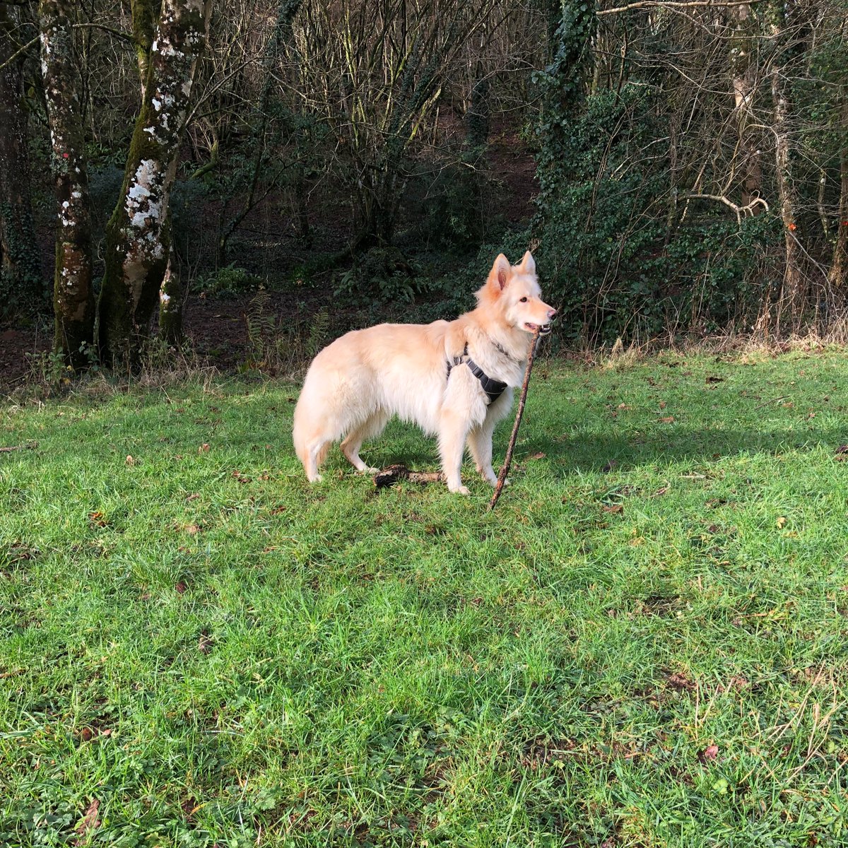 FreyaSm49070601's tweet photo. No rain.. #Sundaystick woz littlest humans before I took it… his little legs can’t keep up… #gsd #dogsoftwitter https://t.co/flU9tVhUyz