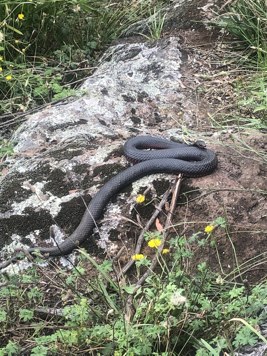 Great little #NopeRope looking out at Ebor Falls. Also great to see groups of people wanting to see and appreciate it, all without getting too close or reaching for a shovel.