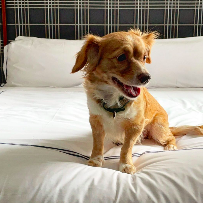 Godfrey Hotel Boston tweet media