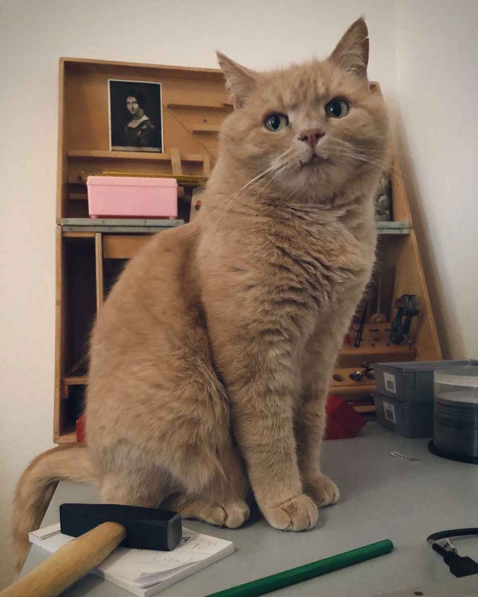 This is me. Mustapha the #cat. 

mustaphathecat.com

Protecting my beautiful owner against the turmoil of this #meme dog. 

Can you help me?

#NFTs #OpenseaNFT #CateCoin