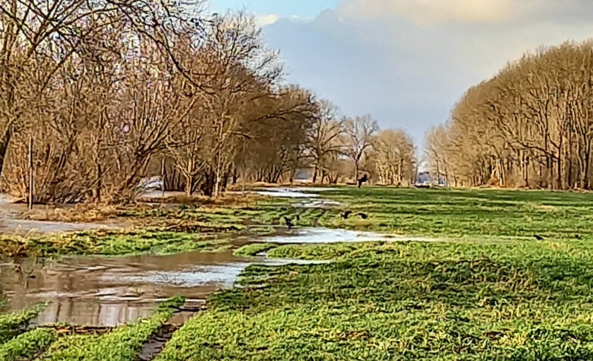 wagemanja's tweet photo. An Rhein und Sieg war es heute wieder besonders schön. Bei Hochwasser werden die Auen zack zum Vogelparadies. #mitRad #Bonn https://t.co/QbNVwgkeNF