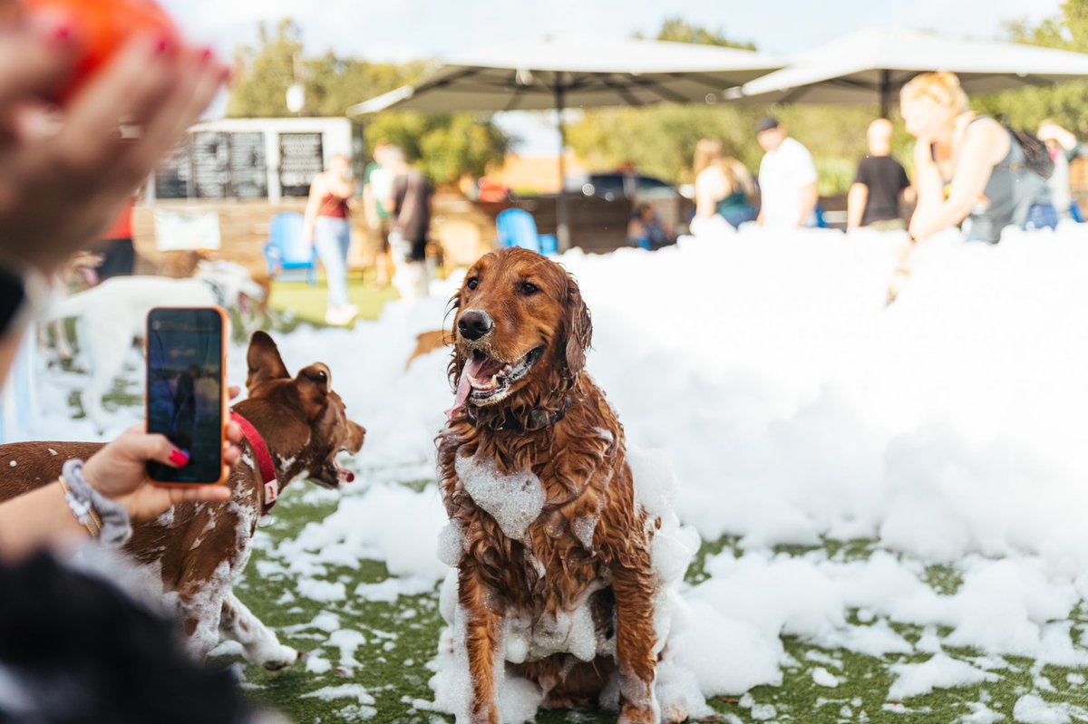 FetchSocial_'s tweet image. Thank you so much to everyone who came out to last weekend's first annual Bark's N Bubbles at @twoshepstaproom . It was such a blast to see the pups having so much fun. We can't wait for the next one 🐶🐶! You can check out all the event photos with the link in our bio.