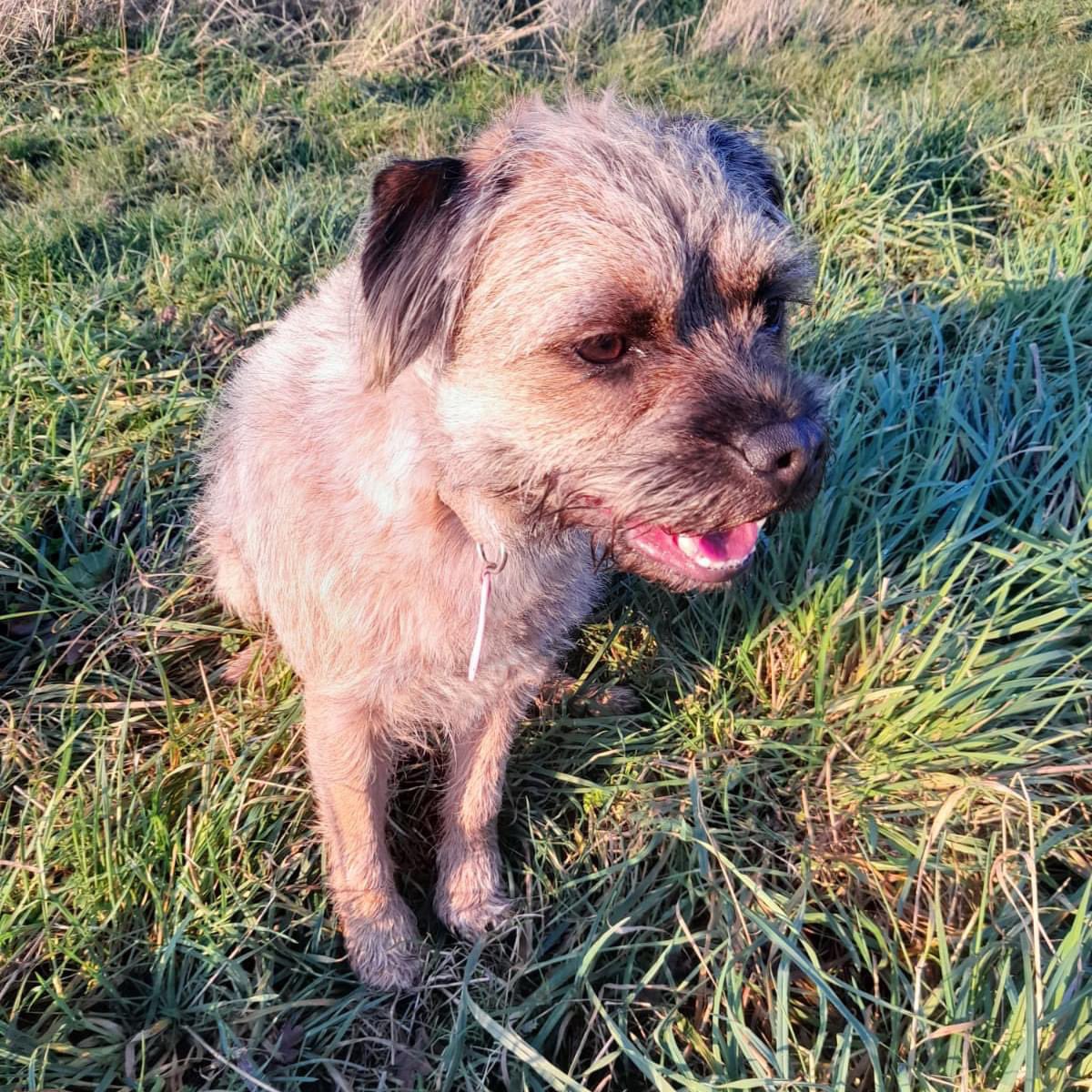 We hope you've all had a nice weekend!

Hycolin dog Colin has with lots of walks and treats! 🐕  

#dog #dogs #doglovers #doglover #doglife #doglove #dogphotography #dogoftheday #dogmodel #dogslife #doggy  #dogsofig #doggo #dogstyle #dogsdaily #doggytheworld