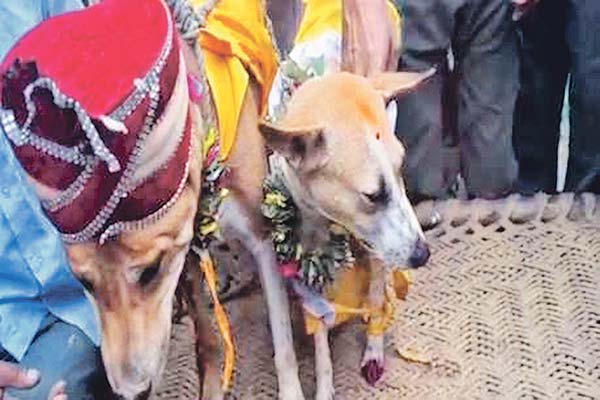 हमारे घंटी भैया की शादी में जलूल जलूल आना जी सौजन्य से - शिवम, अभिषेक, विकास, आकाश 🙏
<a href="/Vivek44330118/">Vivek</a> @Anmol_ink_in @VBMishra13 <a href="/Deledbatch17/">रवि मिश्रा सह संचालक (टीम SMT)</a> @J_Yduvnsi <a href="/Amitpandey94/">अमित पाण्डेय_Su 🇮🇳</a> <a href="/Mayank123457/">Mayank Shukla🪔</a>