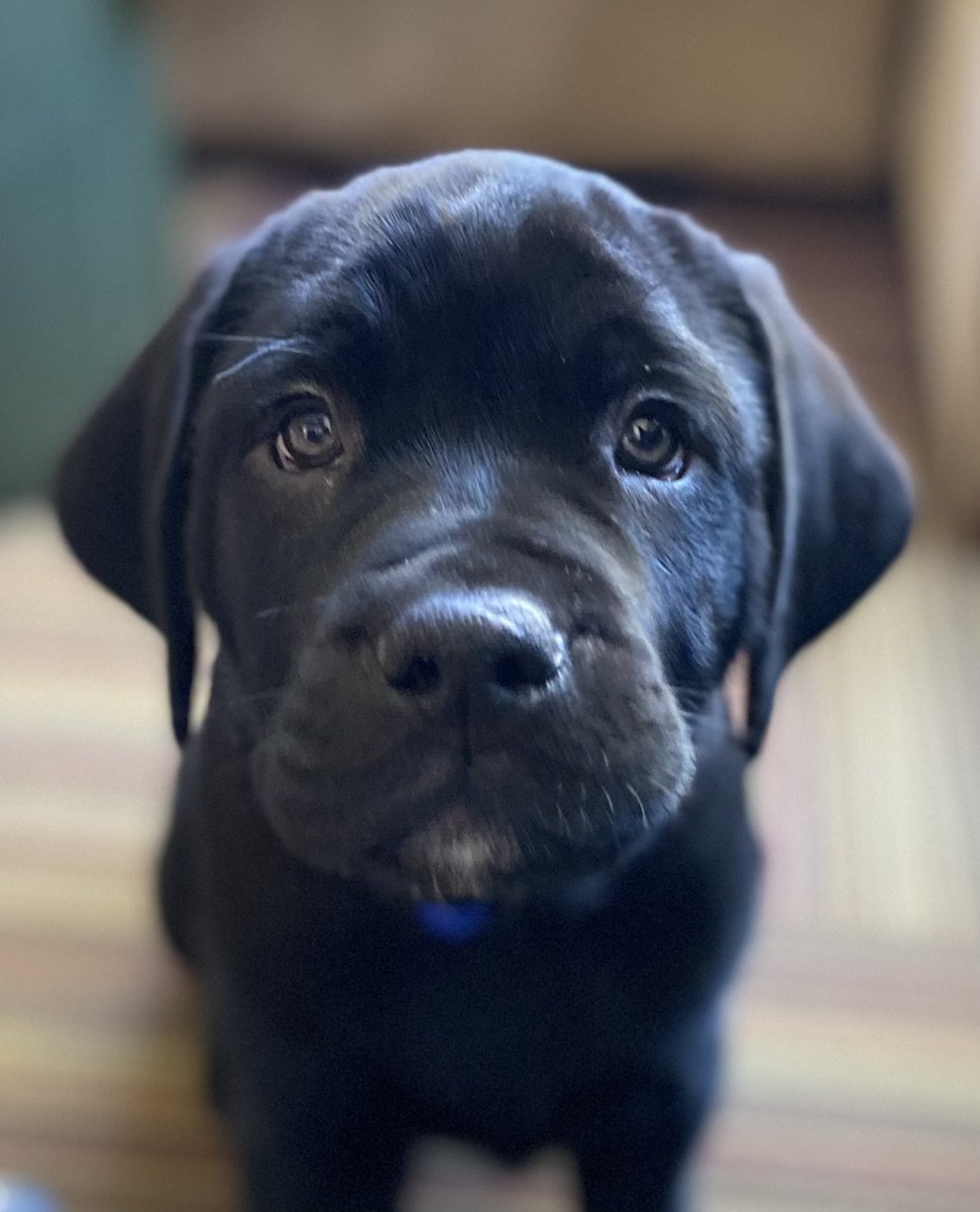 EllenRoseA2Z's tweet photo. We welcomed this little guy to our family yesterday 🥰 https://t.co/o9i2lOHUIN
