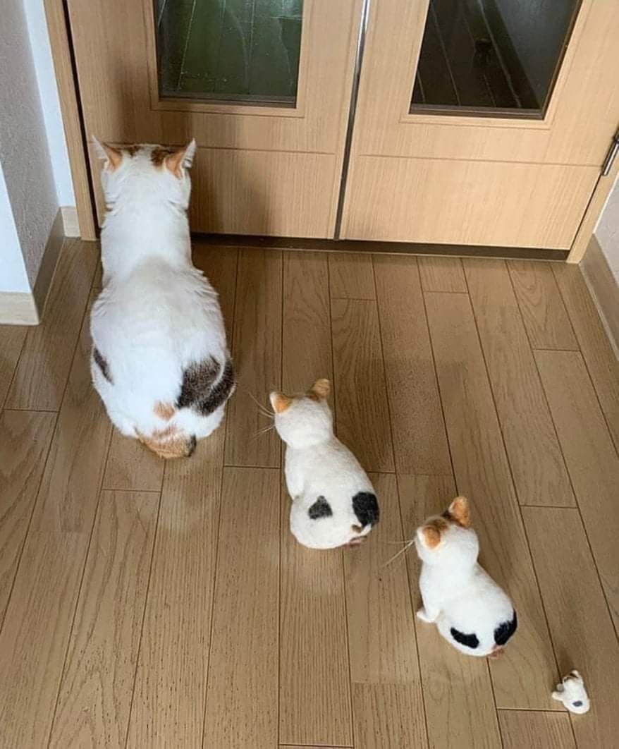 TranslatedCats's tweet photo. Correct copy.... https://t.co/JpTcGXgPJR