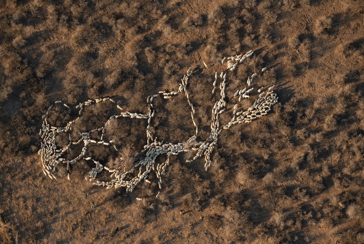 A flerd of sheep and goats owned &amp; operated by Shepherdess Land and Livestock in Southern CA, grazing private land to incorporate plant material and lighten the fuel load, mitigating fire risk while helping the land to bounce back better if it does burn.