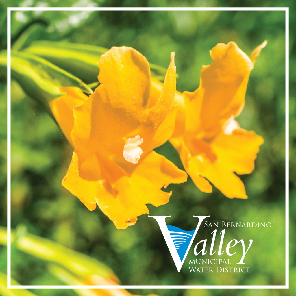 SBVMWD's tweet photo. We resolve to plant #CaliforniaFriendly in #2022! The Bush Monkey Flower (diplacus aurantiacus) is a colorful, flowering perennial (plant) that grows in a sub-shrub form. Needing little water or care, it will provide you with year-round color. #CAfriendly #BushMonkeyFlower https://t.co/58dsx9dkN4