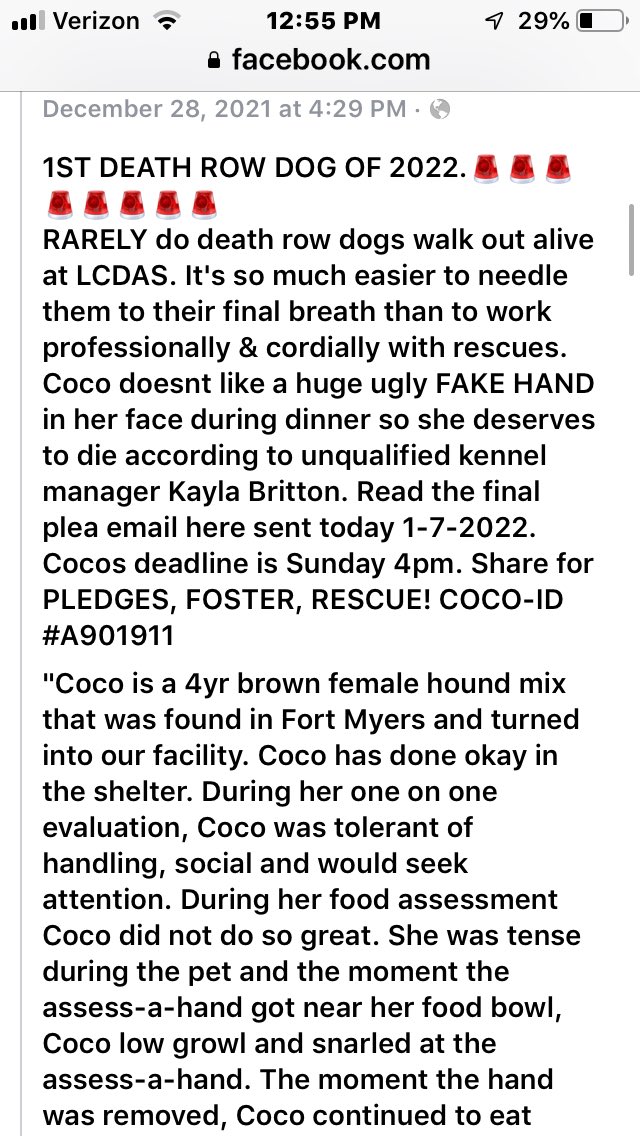 SUPER Urgent Foster NEEDED Ft Myers Area!! Today buy 4pm or Coco dies..🆘🆘💔💔A