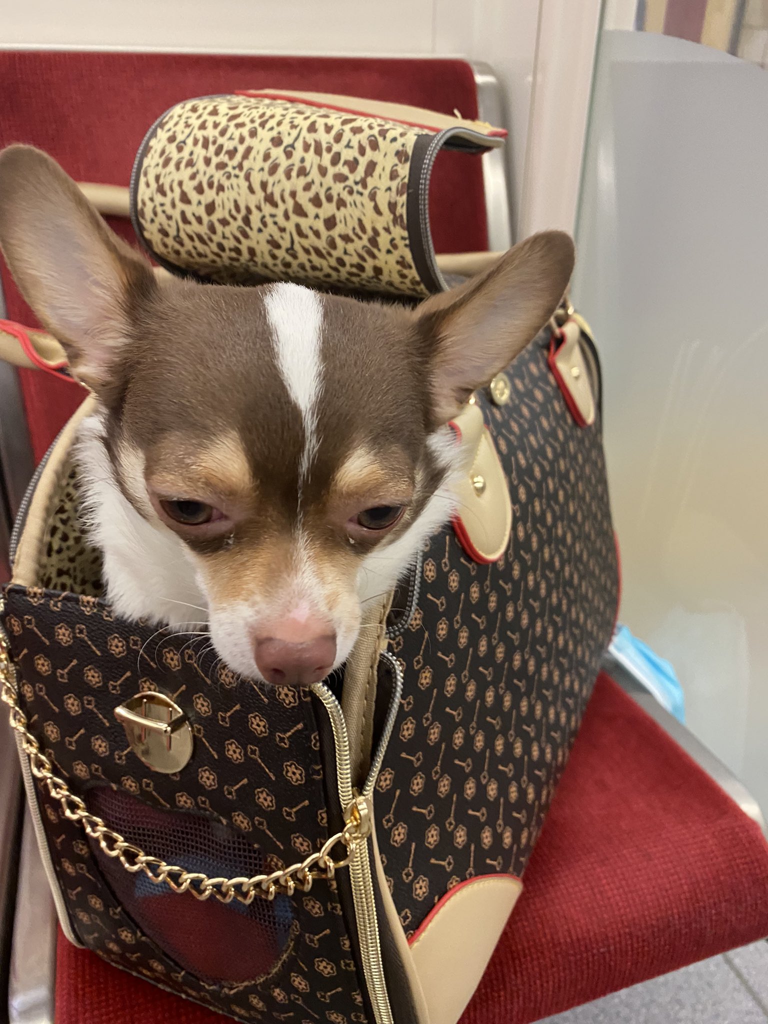 Louis 2025 vuitton chihuahua