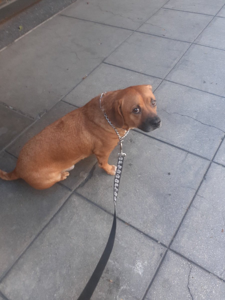 ROBANDHARLEY's tweet photo. Something that just came to me.....
Harley my Dog doesn't know what My Name is....I've never told him my Name...
It's always...
Come Harley,Sit Harley Stay Harley, Here Harley....
I've Never told him...
#TwitterHarley
#DTLA Harley https://t.co/s5WxwHwEDF