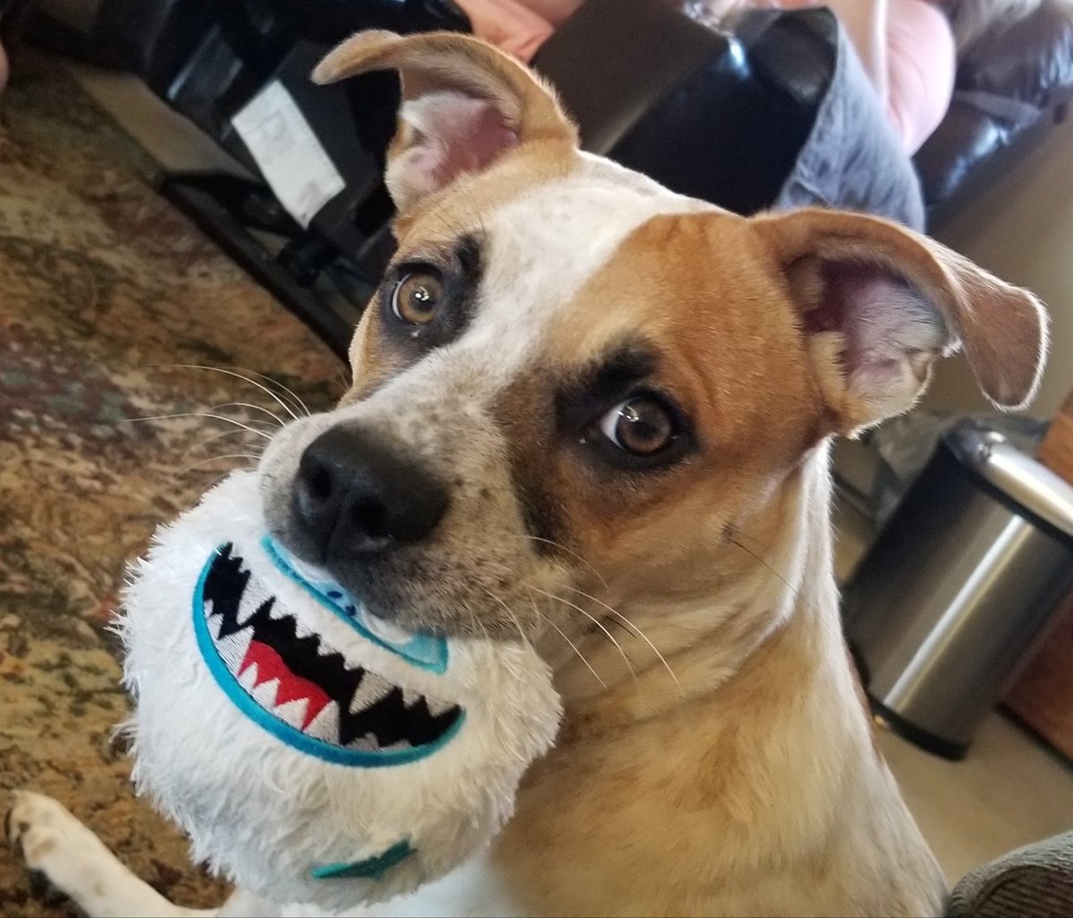 LiteShoNOTdark's tweet photo. Barkbox always puts a smile on Shorty's face! https://t.co/6rLqLNgX7R
