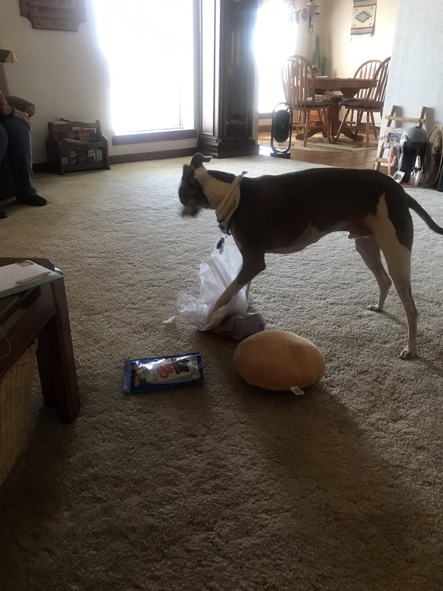 Happy 12h birthday to me!!! I had a great day! Lunch at Gpa &amp; Gma’s, treats, toys, a new collar &amp; all the tissue paper I could shred!!! ❤️