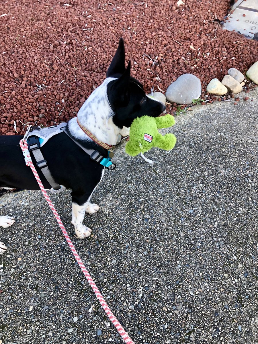 Walks are better when you bring your toy with you.