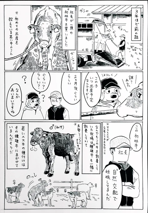 『出産予定日がわからない???』(1/2)

社長が自然交配の初妊牛を買ってきた時の話。

※6ページあります。 