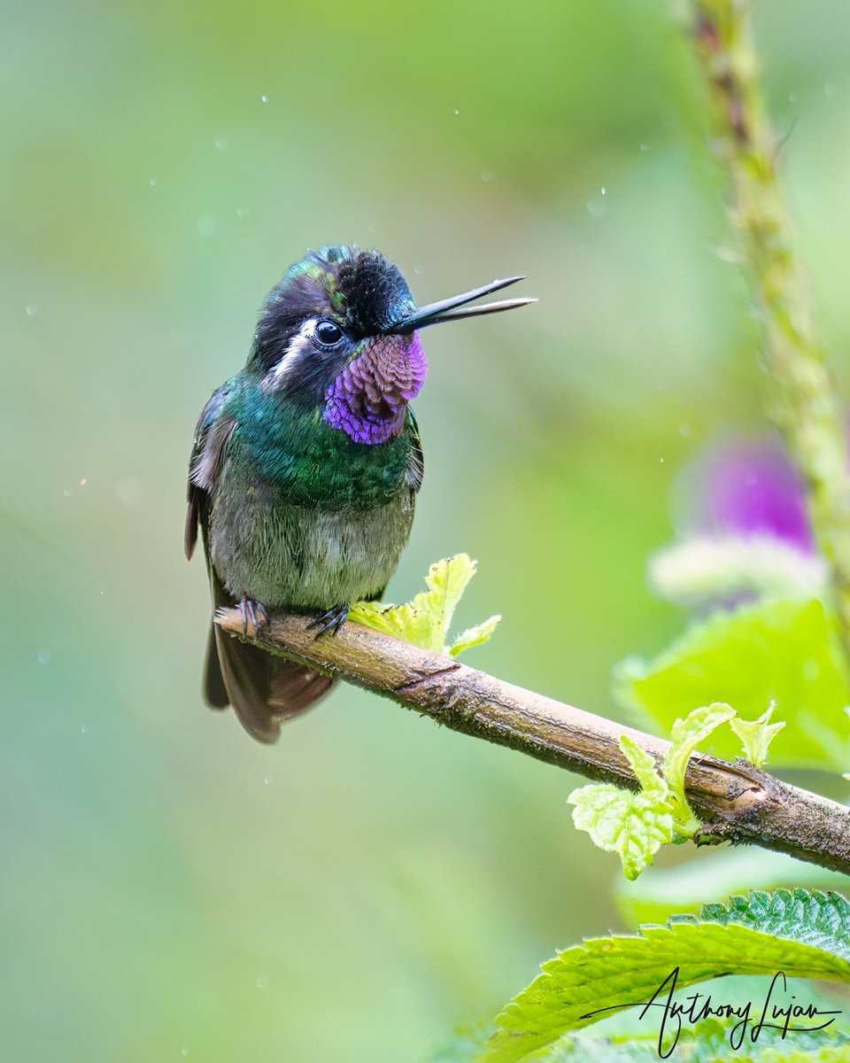 anthonylujan's tweet photo. Sometimes you just have to say what is on your mind.
Purple-throated Mountain-Gem - Costa Rica Nov 2021
Sony A1 - Sony 600mm
#PurplethroatedMountainGem #mountaingem #hummingbird #nuts_about_birds #earthcapture #nature #natgeoyourshot #naturephotography #sonya1 #sony600sony6... https://t.co/YC5MO46NHd
