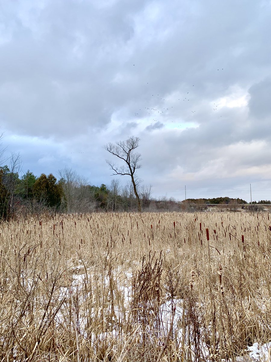 eugene_vin's tweet photo. Walking out & about @TownofNewmarket #DenneWoodlot #winter with just a dusting of #snow and in need of more to reach a state of #typicity #1picadayforfun https://t.co/aOnZZOaQBx