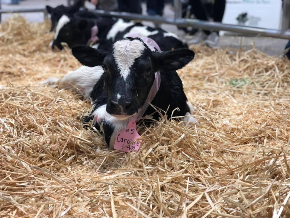 padairymens's tweet photo. If you’re at the Farm Show today, make sure you visit the #CalvingCorner and meet three newborn calves from Mercer Vu Farms! We’re hopeful a fourth calf will be born at some point today. https://t.co/RNK9QhOD8Y