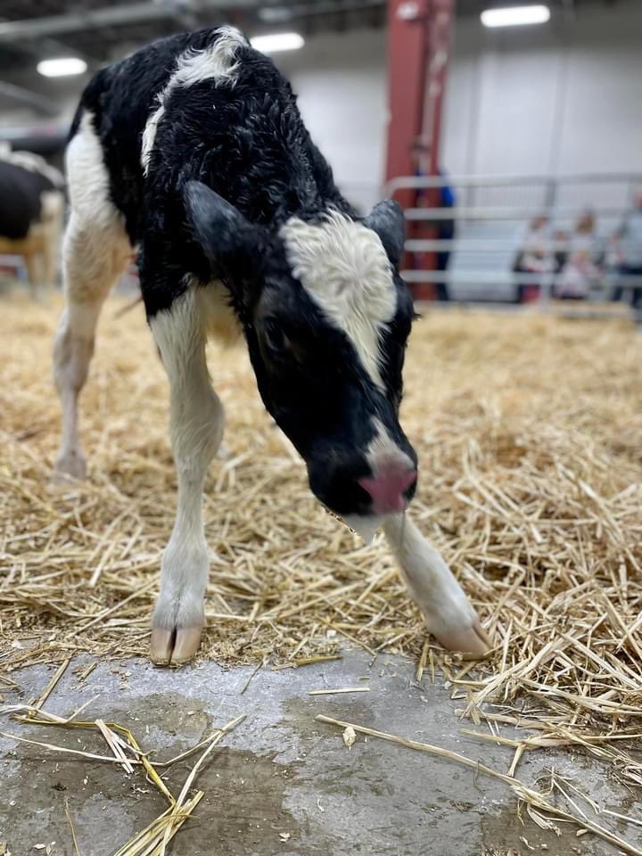 padairymens's tweet photo. If you’re at the Farm Show today, make sure you visit the #CalvingCorner and meet three newborn calves from Mercer Vu Farms! We’re hopeful a fourth calf will be born at some point today. https://t.co/RNK9QhOD8Y